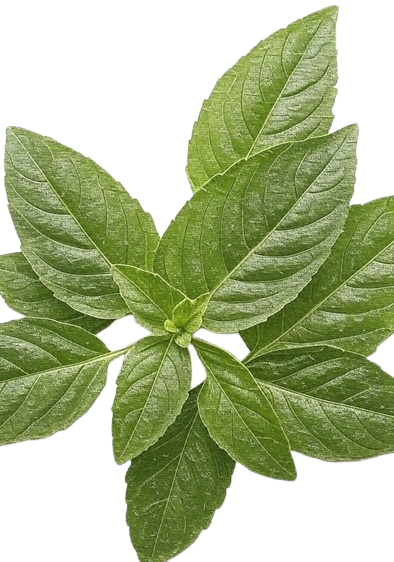 Tulsi